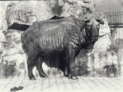 Takin, auch bekannt als Rindergämse oder Gnu-Ziege, im Londoner Zoo von Frederick William Bond